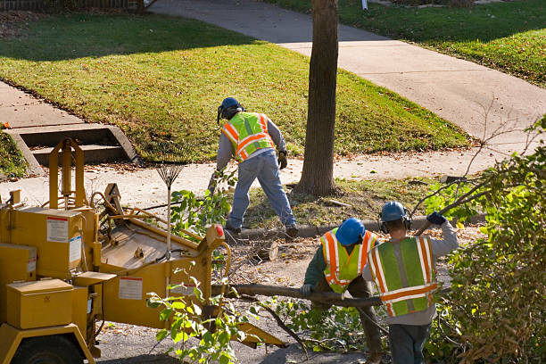 Best Utility Line Clearance  in Zephyrhills, FL